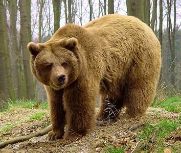 Bär